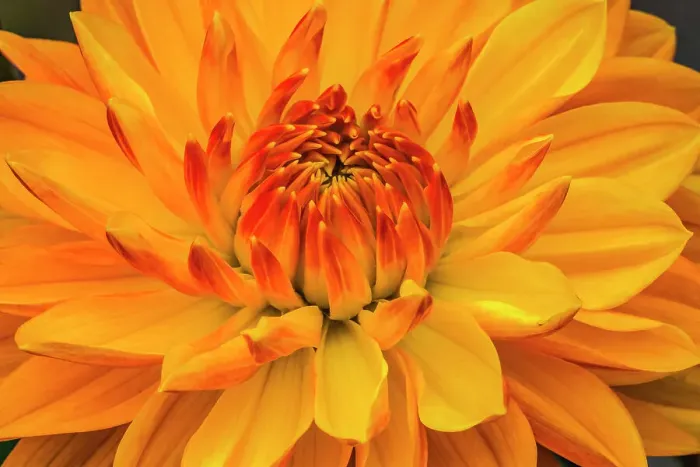 Framed Print : Yellow, orange dahlia blooming macro. Date: 05-02-2021 Framed Print : Yellow, orange dahlia blooming macro. Date: 05-02-2021