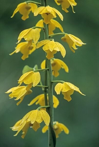 Yellow Orchid, Corbett National Park, India