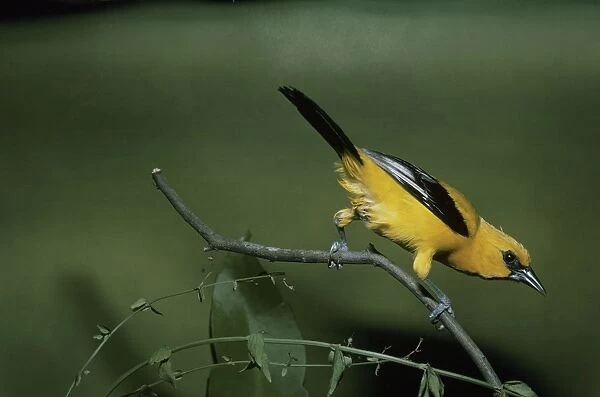 Yellow Oriole - perched on a branch - rear view