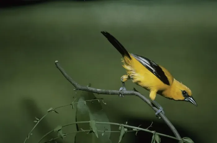 Framed Print : Yellow Oriole - perched on a branch - rear view Framed Print : Yellow Oriole - perched on a branch - rear view