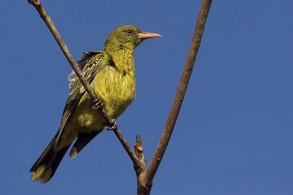 Yellow Oriole At Weipa camping ground, Cape York, Australia