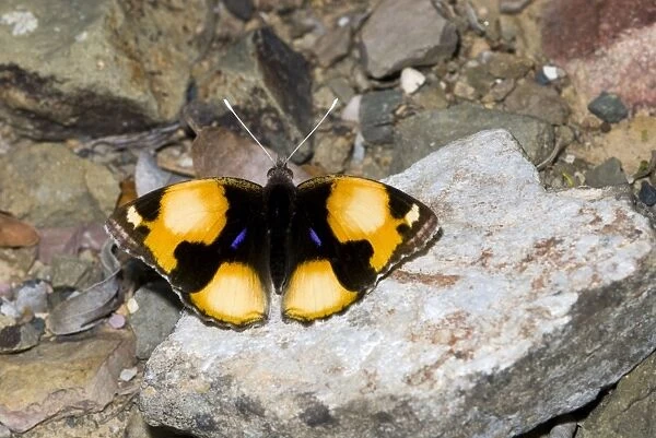 Yellow Pansy butterfly male. Often settles on ground with wings open. Well camouflaged when wings closed. Inhabits bushveld, preferring open ground and grassy areas. Grahamstown, Eastern Cape, South Africa