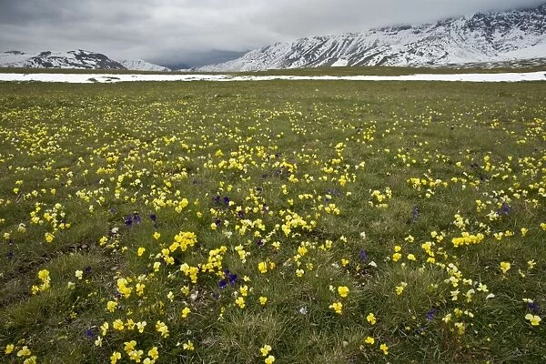 Yellow Pansy and other flowers on the Campo Imperatore