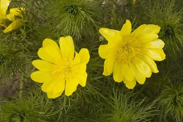 Yellow Pheasant's eye (Adonis vernalis), from east Europe and Sweden