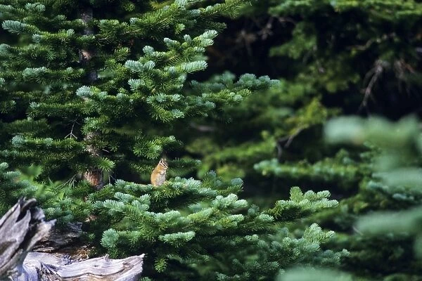 Yellow-pine Chipmunk - sitting on subalpine fir branch. Pacific Northwest, USA. MI856