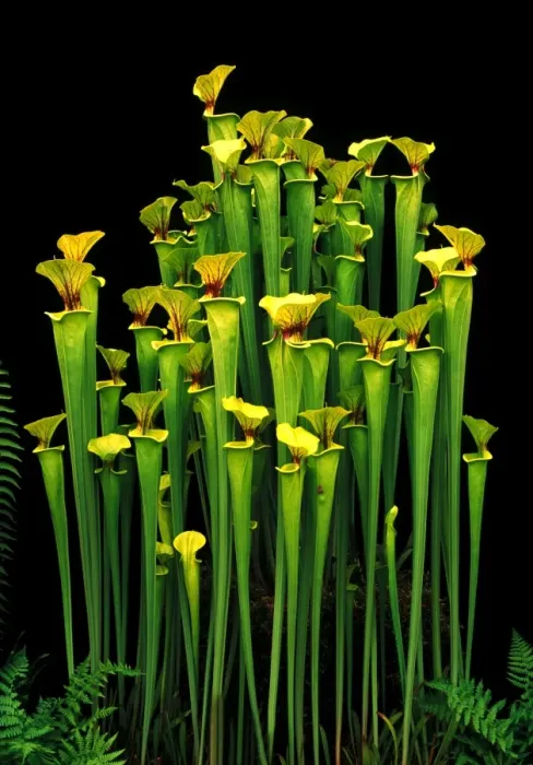 Framed Print : Yellow Pitcher Plant / Trumpets - CV Maxima Picture taken at Chelsea Flower Show, UK Framed Print : Yellow Pitcher Plant / Trumpets - CV Maxima Picture taken at Chelsea Flower Show, UK