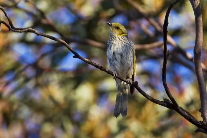Framed Print : Yellow-plumed Honeyeater In Wyperfeld National Park, Victoria, Australia Framed Print : Yellow-plumed Honeyeater In Wyperfeld National Park, Victoria, Australia