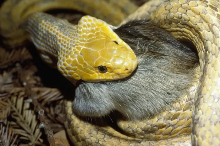 Framed Print : Yellow Rat Snake - with rat prey in mouth Framed Print : Yellow Rat Snake - with rat prey in mouth