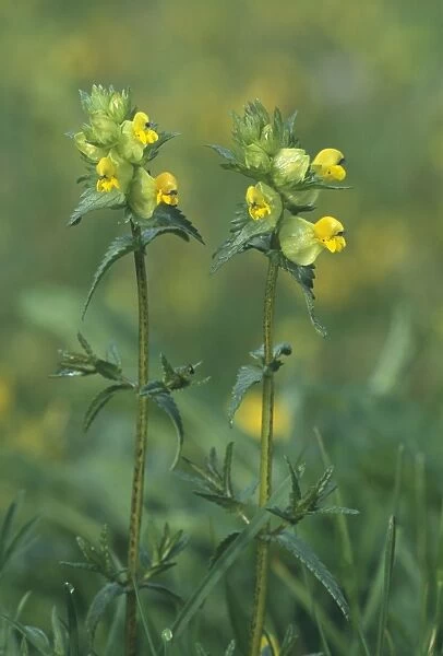 Yellow-rattle  /  Hay-rattle  /  Rattle-basket - in flower. Minor semi-parasite on grasses