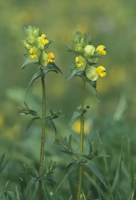 Framed Print : Yellow-rattle / Hay-rattle / Rattle-basket - in flower. Minor semi-parasite on grasses Framed Print : Yellow-rattle / Hay-rattle / Rattle-basket - in flower. Minor semi-parasite on grasses