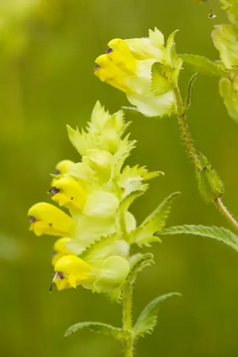 Framed Print : Yellow Rattle / Hay Rattle - Transylvania Framed Print : Yellow Rattle / Hay Rattle - Transylvania