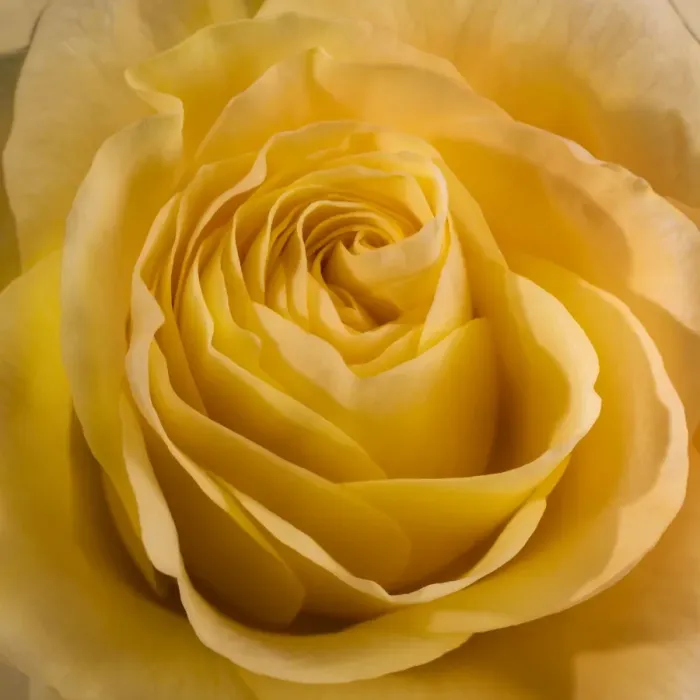 Framed Print : Yellow Rose Framed Print : Yellow Rose