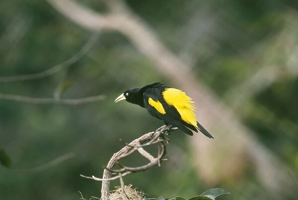 Yellow Rumped Cacique - male displaying Amazonas, Brazil