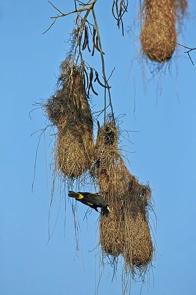 Yellow-rumped Cacique nest Pantanal area Mato Grosso