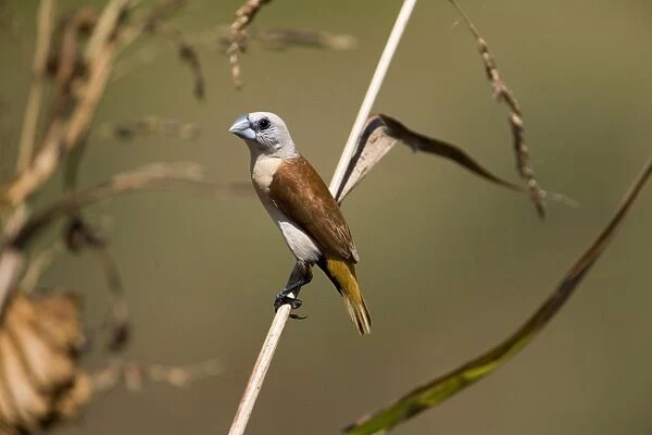 Yellow-rumped Mannikin This endemic species has a restricted distribution that straddles the Western Australia and Northern Territory border in the far north of Australia