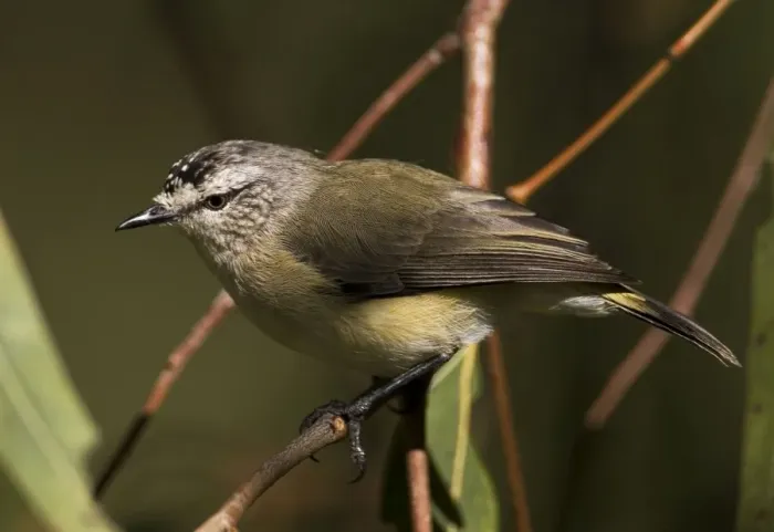 Framed Print : Yellow-rumped Thornbill At Herdsman Lake, Perth, Western Australia. Best known and most widespread thornbill found in most areas with trees, except the far north. Also towns and urban gardens. Australian endemic Framed Print : Yellow-rumped Thornbill At Herdsman Lake, Perth, Western Australia. Best known and most widespread thornbill found in most areas with trees, except the far north. Also towns and urban gardens. Australian endemic