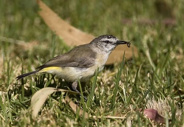 Yellow-rumped Thornbill At Herdsman Lake, Perth, Western Australia. Best known and most widespread thornbill found in most areas with trees, except the far north. Also towns and urban gardens. Australian endemic