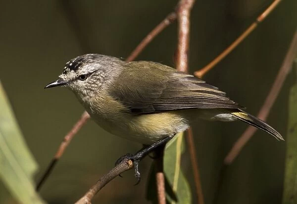 Yellow-rumped Thornbill At Herdsman Lake, Perth, Western Australia. Best known and most widespread thornbill found in most areas with trees, except the far north. Also towns and urban gardens. Australian endemic