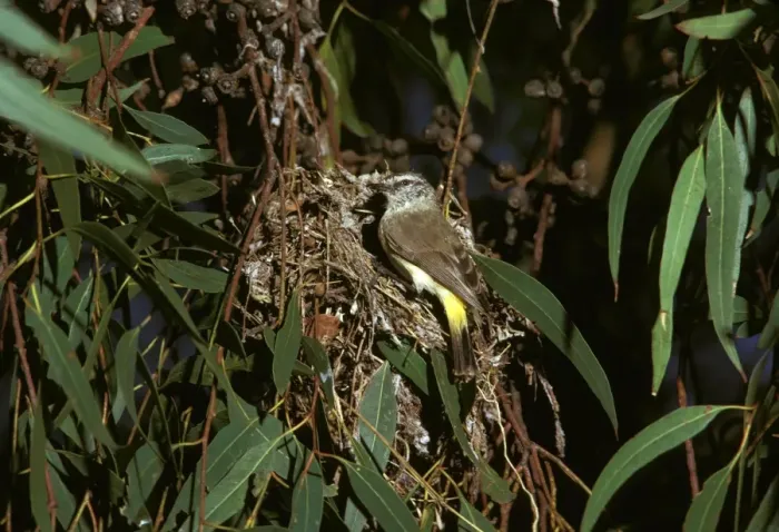 Framed Print : Yellow-rumped Thornbill - at nest - Central Australia JPF07835 Framed Print : Yellow-rumped Thornbill - at nest - Central Australia JPF07835