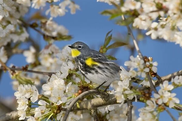 Yellow-rumped Warbler  /  Audubon's Warbler - in flowering cherry tree - Spring - Pacific Northwest - USA _C3D1690