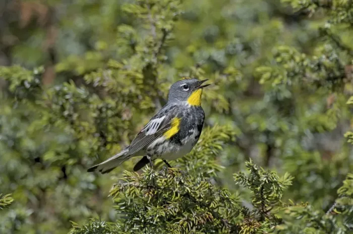 Framed Print : Yellow-rumped Warbler / Audubon's Warbler - male singing - Western U. S. - Summer _D3C4255 Framed Print : Yellow-rumped Warbler / Audubon's Warbler - male singing - Western U. S. - Summer _D3C4255