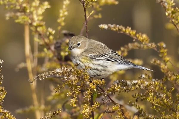 Yellow-rumped Warbler - autumn plumage during fall migration - October in Connecticut - USA