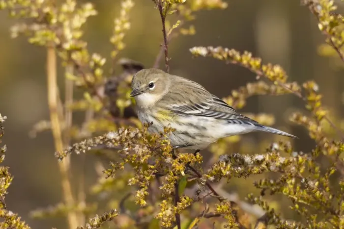 Framed Print : Yellow-rumped Warbler - autumn plumage during fall migration - October in Connecticut - USA Framed Print : Yellow-rumped Warbler - autumn plumage during fall migration - October in Connecticut - USA