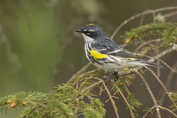 Yellow-rumped Warbler - Male perched on branch, Spring Pacific Northwest, USA _TPL3591