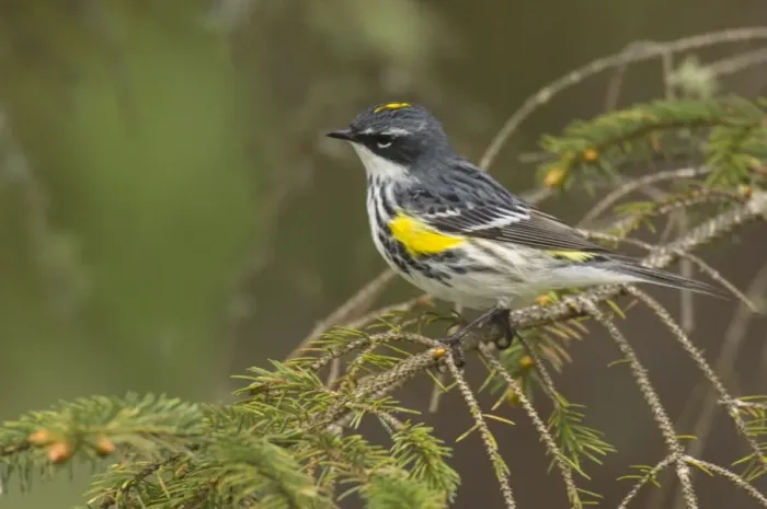 Framed Print : Yellow-rumped Warbler - Male perched on branch, Spring Pacific Northwest, USA _TPL3591 Framed Print : Yellow-rumped Warbler - Male perched on branch, Spring Pacific Northwest, USA _TPL3591