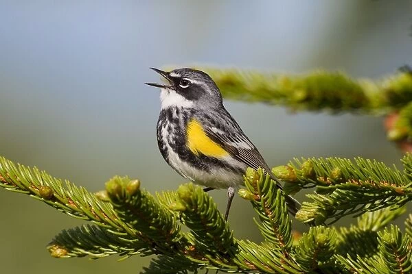 Yellow-rumped Warbler - singing