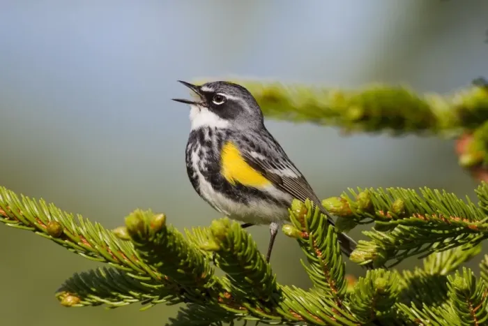 Framed Print : Yellow-rumped Warbler - singing - spring - northern Maine - USA Framed Print : Yellow-rumped Warbler - singing - spring - northern Maine - USA