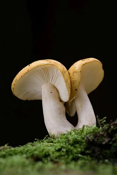 Yellow Russula - fungus - autumn - East Anglia - UK