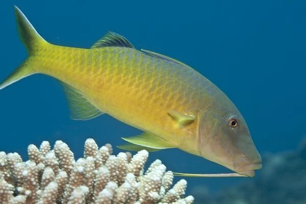 Yellow-saddled  /  Gold-saddled Goatfish - Red Sea
