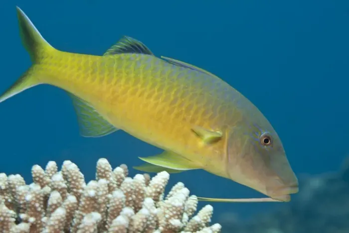 Framed Print : Yellow-saddled / Gold-saddled Goatfish - Red Sea Framed Print : Yellow-saddled / Gold-saddled Goatfish - Red Sea