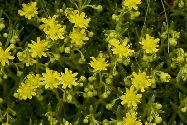 Yellow saxifrage (Saxifraga aizoides), North Britain