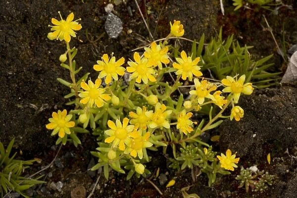 Yellow Saxifrage (Saxifraga aizoides). Common mountain plant in UK