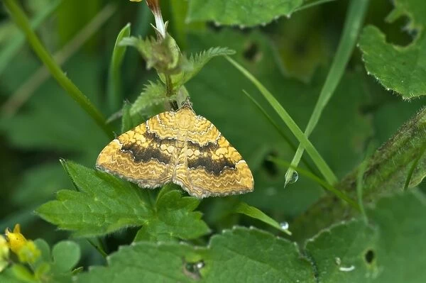 Yellow Shell Moth - Resting on yellow rattle - Lincolnshire - England