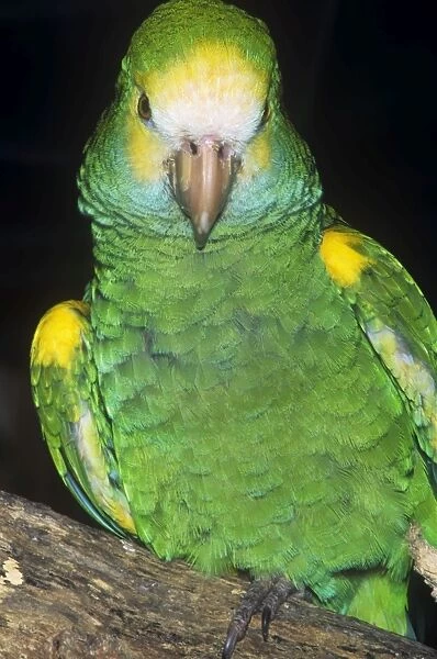 Yellow-shouldered Parrot - South America