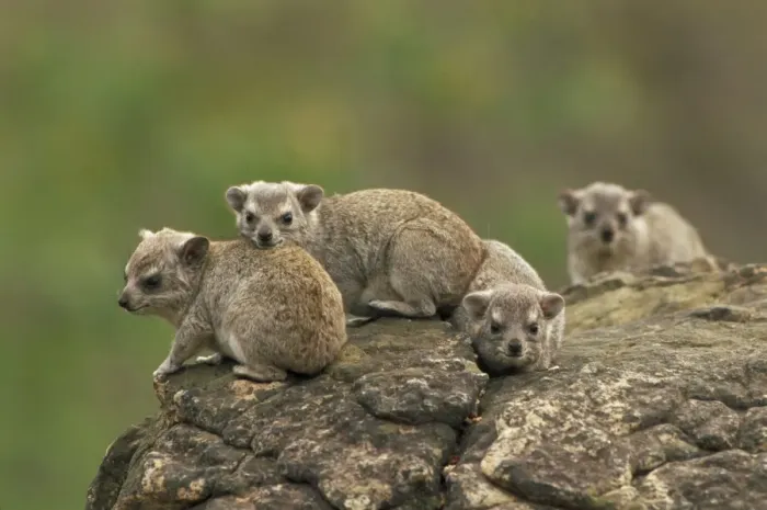 Framed Print : Yellow-spotted Hyraxes - Group together on rock ledge. Distributed in eastern half of Africa - Lives in wooded localities on riverbands-escarpments and rock outcrops - Normally shelters in rocks but may resort to trees-termitaries or old burrows