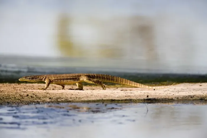 Framed Print : Yellow-spotted Monitor Recently separated from Gould's Goanna. At a wetland near Derby Water Treatment Plant, Kimberley, Western Australia Framed Print : Yellow-spotted Monitor Recently separated from Gould's Goanna. At a wetland near Derby Water Treatment Plant, Kimberley, Western Australia
