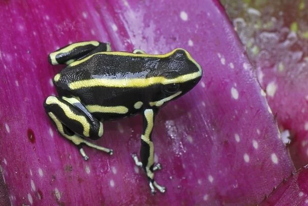 Yellow-striped Poison Frog - on bromeliad Cauca, Colombia