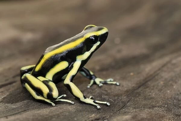 Yellow-striped Poison Frog Cauca, Colombia