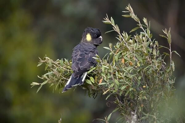Yellow-tailed Black-Cockatoo - Female