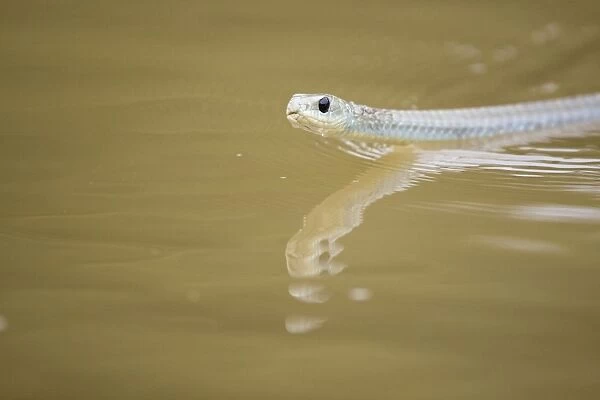 Yellow-tailed cribo - Crossing river - Pantanal - Brazil