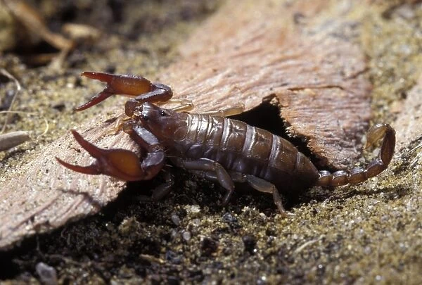 Yellow-tailed Scorpion - attack position