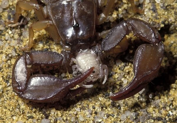 Yellow-tailed Scorpion - eating a young scorpion
