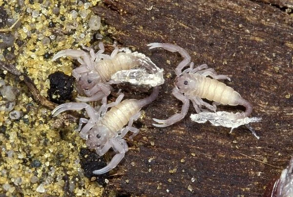 Yellow-tailed Scorpion - young after moulting
