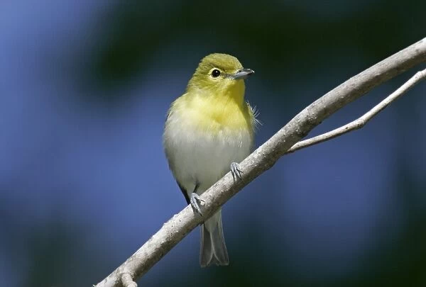 Yellow-thoated Vireo - spring Connecticut, USA