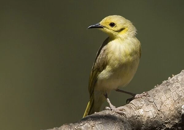 Yellow-tinted Honeyeater Found across the Top End from the Kimberley to northwest Queensland. At the Barnett River, Kimberley, Western Australia