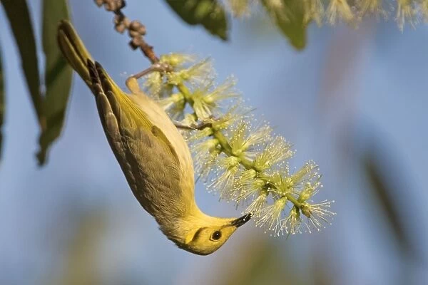 Yellow-tinted Honeyeater Found across northern Australia from the Kimberley to Queensland. Inhabits open woodlands and particularly tree-lined watercourses. Also around remote stations and townships as they seek out flowering trees